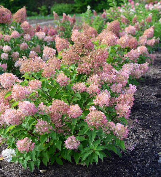Reihe von Hortensien mit rosa Blüten im Garten.