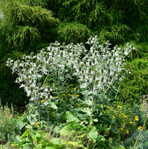 Feldmanns Zierpflanzen im Gartenbeet