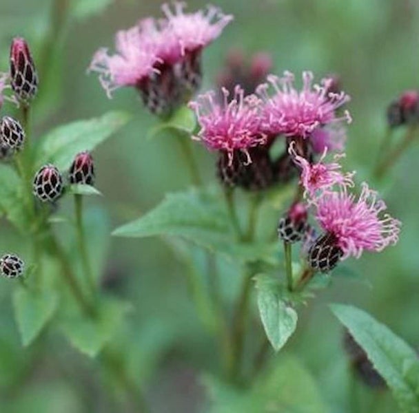 Nahaufnahme von Kratzdistelblüten mit grünen Blättern