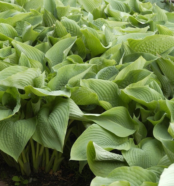 Nahaufnahme von Funkienpflanzen mit grünen Blättern