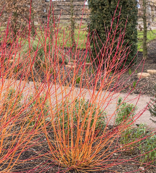 Hartriegel mit roten und orangefarbenen Ästen im Garten.