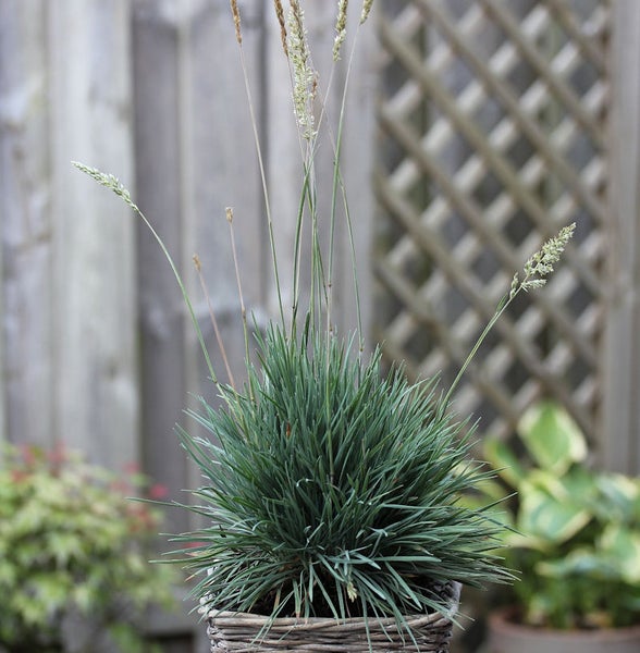 Blaugras in einem Korb im Garten