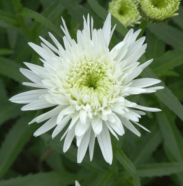 Nahaufnahme einer Echinacea mit weißen Blütenblättern