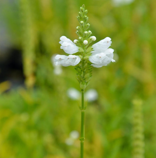 Nahaufnahme einer weißen Gelenkblume im Garten