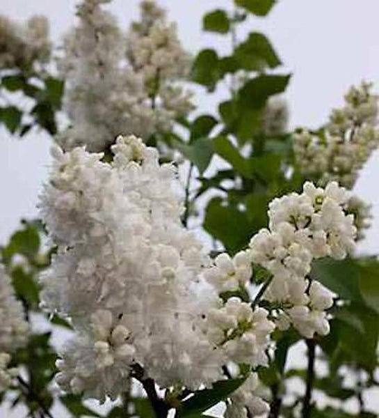Blütenstand des Gewöhnlichen Flieders mit weißen Blüten
