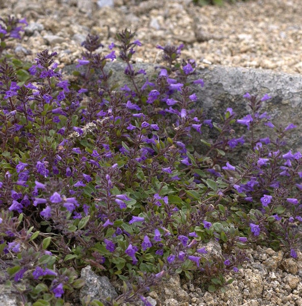 Bodendeckerpflanze mit lila Blüten im Gartenbeet.