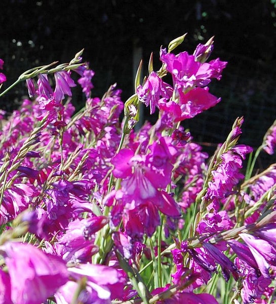 Nahaufnahme von Gladiolen mit violetten Blüten