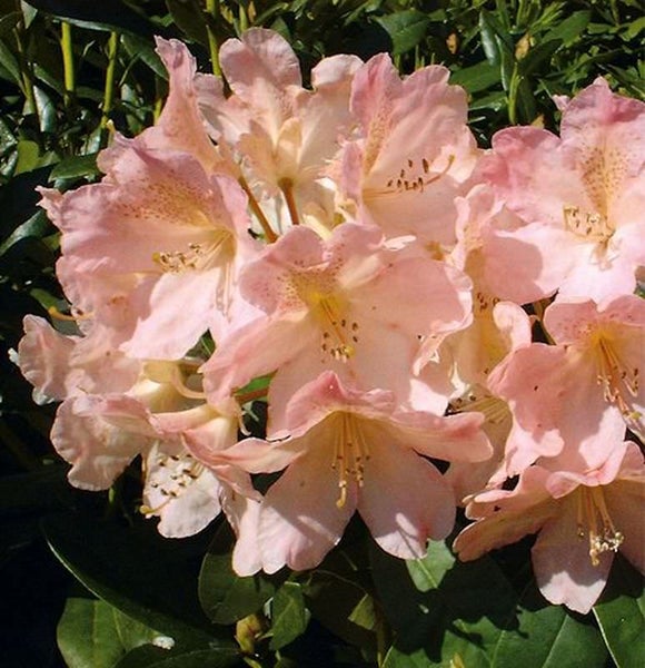 Nahaufnahme einer Rhododendronblüte