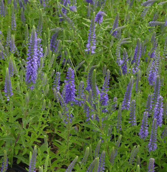 Blütenfeld mit Ehrenpreis Pflanzen im Garten