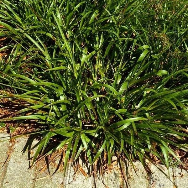 Grünes Ziergras im Garten