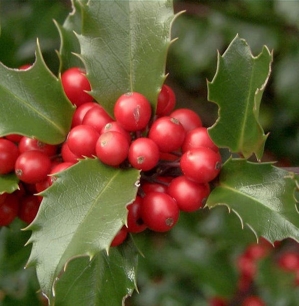 Stechpalme mit Blättern und roten Beeren