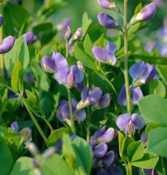 Nahaufnahme einer Blaulupine mit grünen Blättern