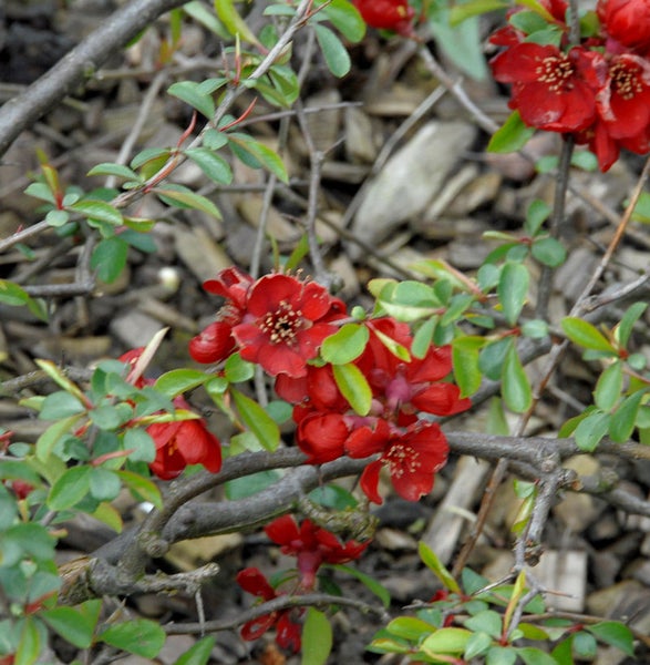 Nahaufnahme eines Zierquittenstrauchs mit roten Blüten und grünen Blättern