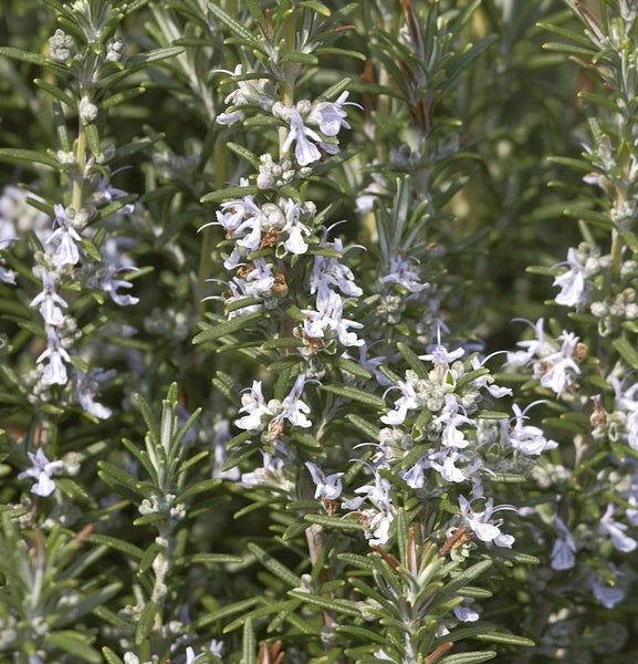 Rosmarinstrauch mit Blüten