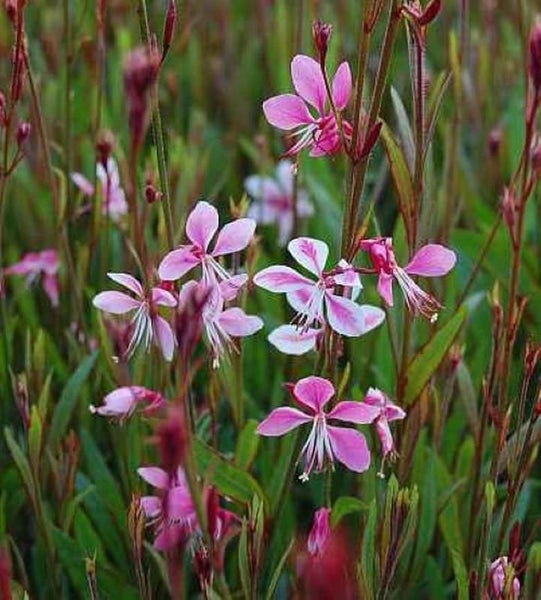 Gaura lindheimeri Blumen im Garten