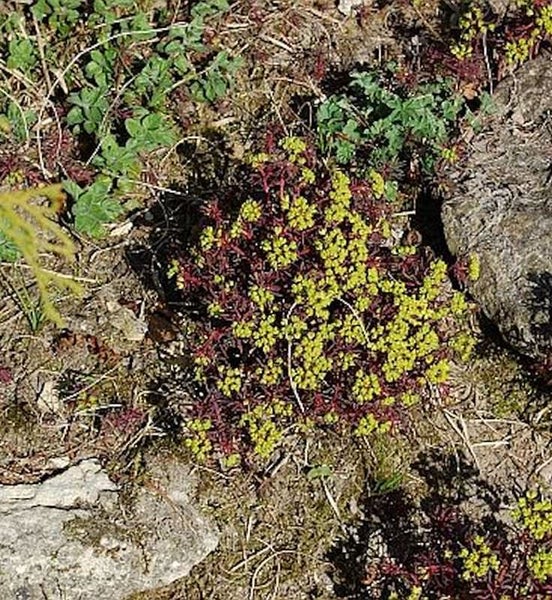 Fetthenne mit gelben Blüten im Gartenbeet