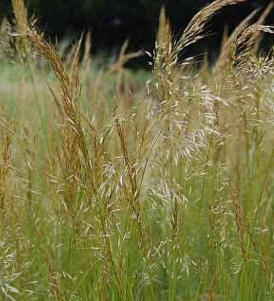 Nahaufnahme von Ziergras im Garten