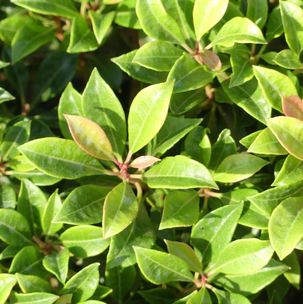 Nahaufnahme einer Lorbeerrose mit grünen Blättern für den Garten.