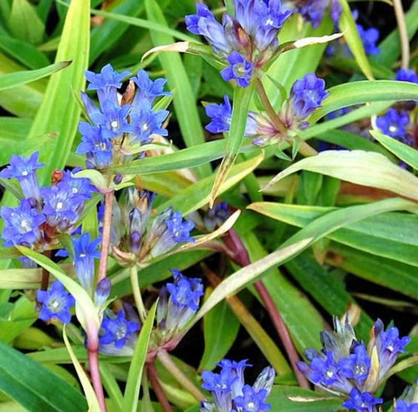 Enzianpflanze mit blauen Blüten und grünen Blättern