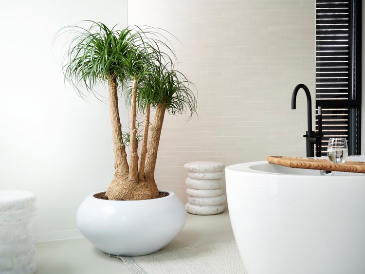 Beaucarnea 'Recurvata' | Elefantenfuß pro Stück - Zimmerdecke im Kinderzimmertopf cm24 cm - ↕85 cm