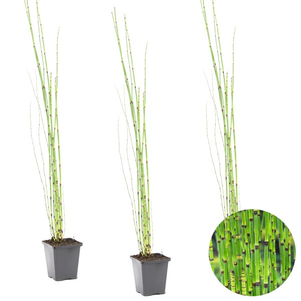 3x Equisetum Japonicum – Japanische Hohlpfeife – Wartungsfreundlich – ⌀9 cm - ↕20-30 cm