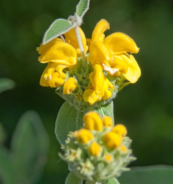 Nahaufnahme einer gelben Brandkraut-Blume.
