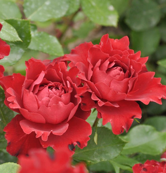 Nahaufnahme von roten Rosenblüten mit grünen Blättern
