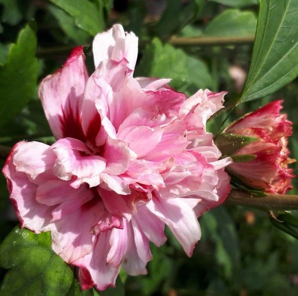 Hibiskusblüte mit Blättern