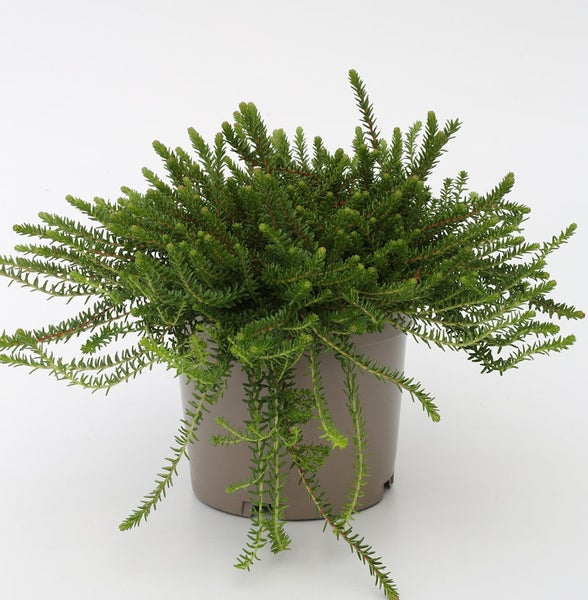 Erica Tetralix Pflanze in Topf