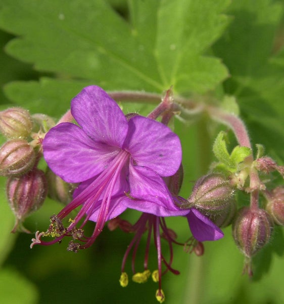 Blüte einer Storchschnabel Pflanze