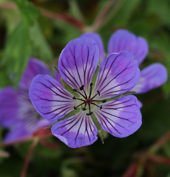Nahaufnahme einer lila Storchschnabelblüte mit dunklen Streifen