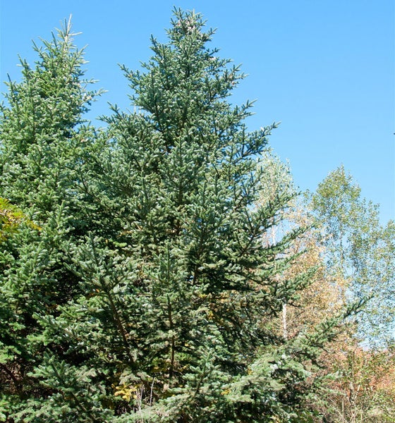 Blaufichte im Garten vor blauem Himmel