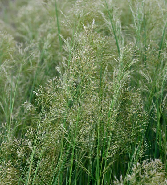 Detailaufnahme von Rispengras im Garten.