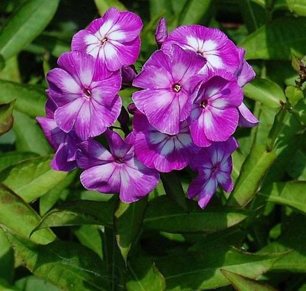 Phlox-Blütenstand im Garten