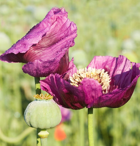 Nahaufnahme von Mohnblumen mit Blüten und Samenkapsel im Garten