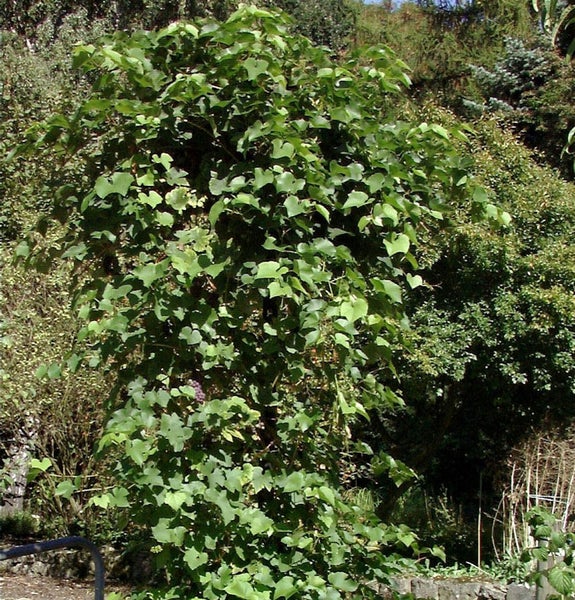 Kletterpflanze mit grünen Blättern in einem Garten