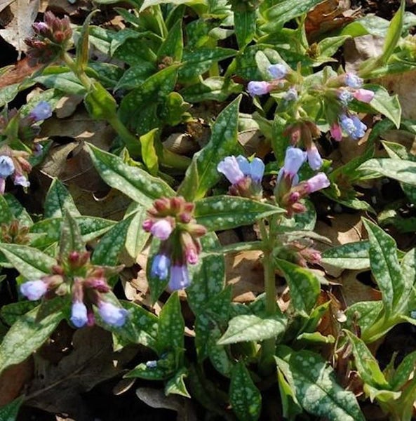 Lungenkrautpflanze mit Blüten und Blättern