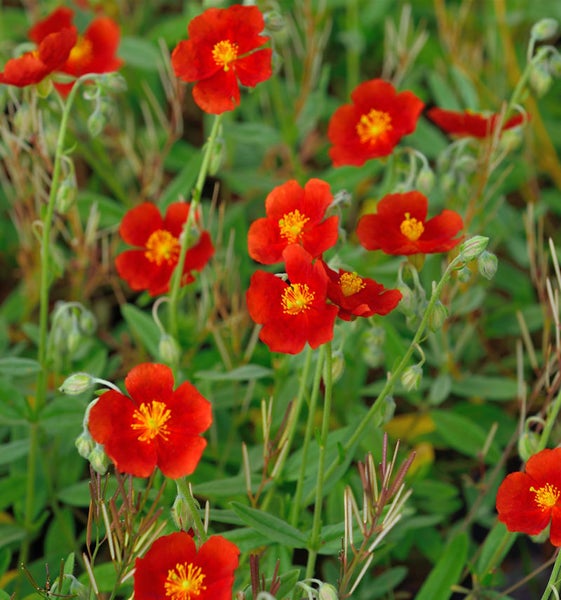 Sonnenröschen mit roten Blüten und grünen Blättern