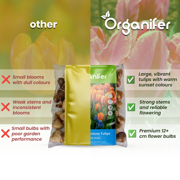 Produktvergleich von Blumenzwiebeln mit Organifer Tulpenzwiebeln im Netzbeutel zur Darstellung von Qualitätsmerkmalen für ein besseres Wachstum.