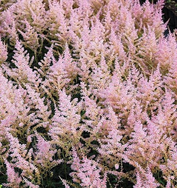 Nahaufnahme von rosa Astilbenblüten