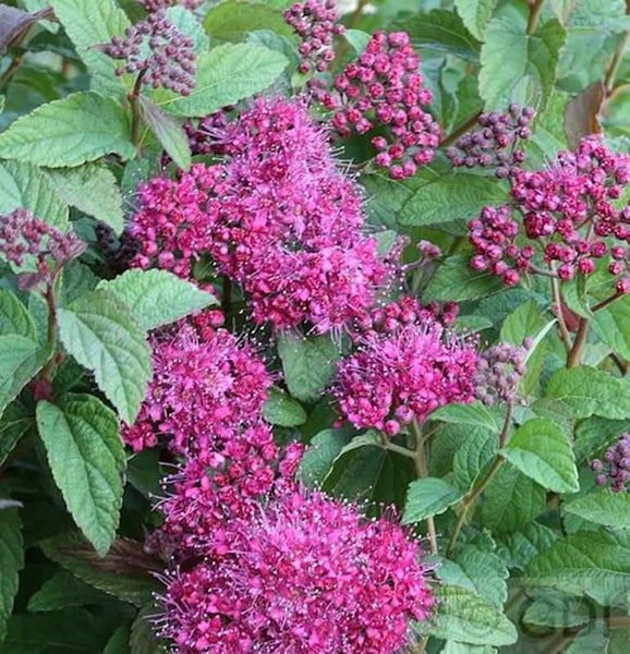 Blütenstand einer Spiraea-Pflanze mit kleinen Einzelblüten und grünen Blättern