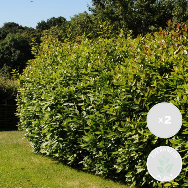 2x Laurus Nobilis - Küchenlorbeer - Strauch - Immergrün – ⌀15 cm - ↕30-45 cm