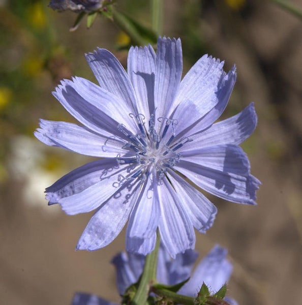 Nahaufnahme einer Gemeinen Wegwarte Blume