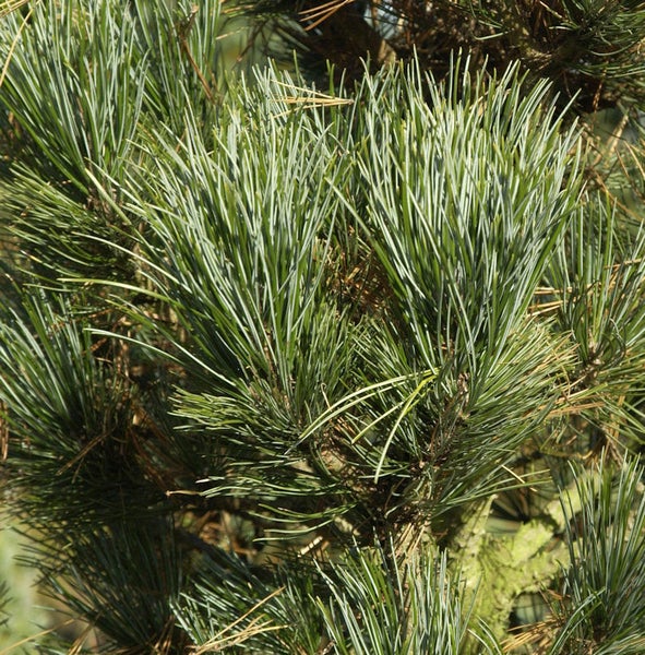 Detailaufnahme von Nadelbaumzweigen