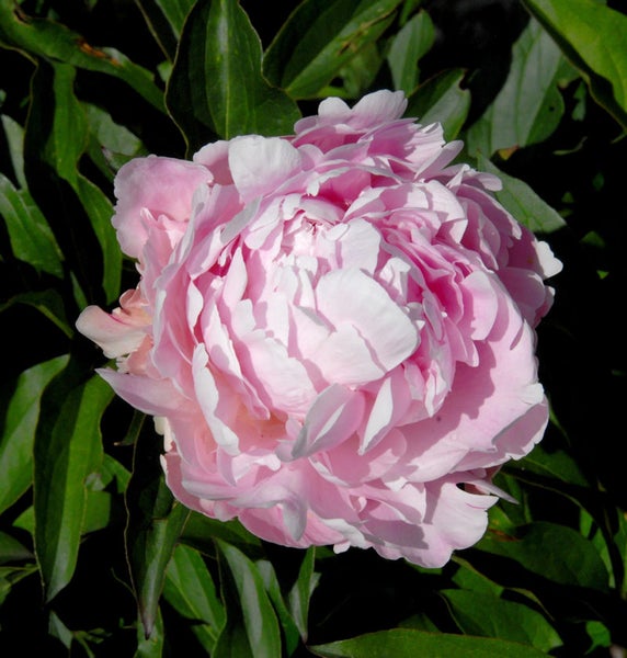 Nahaufnahme einer einzelnen rosa Pfingstrose mit grünen Blättern