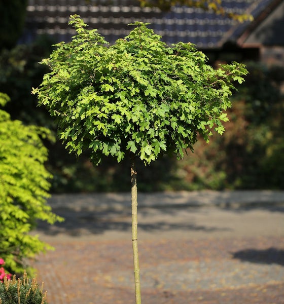 Kugel-Ahornbaum im Garten
