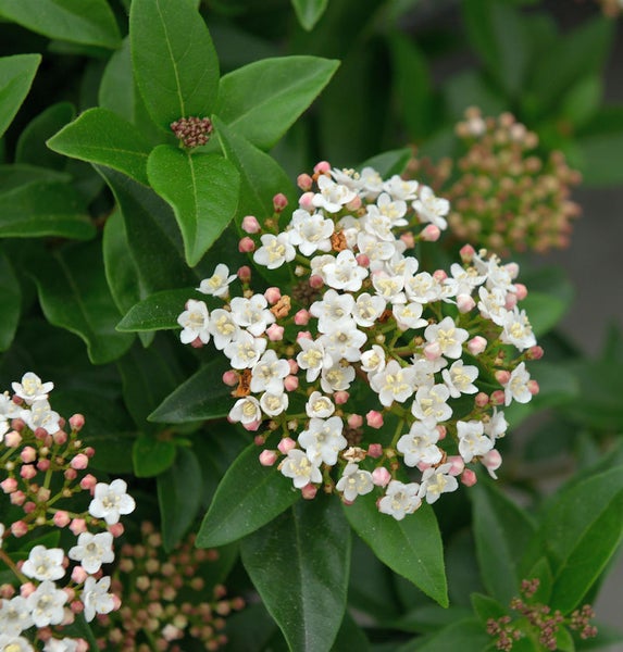 Immergrüner Schneeball mit weißen Blüten und grünen Blättern