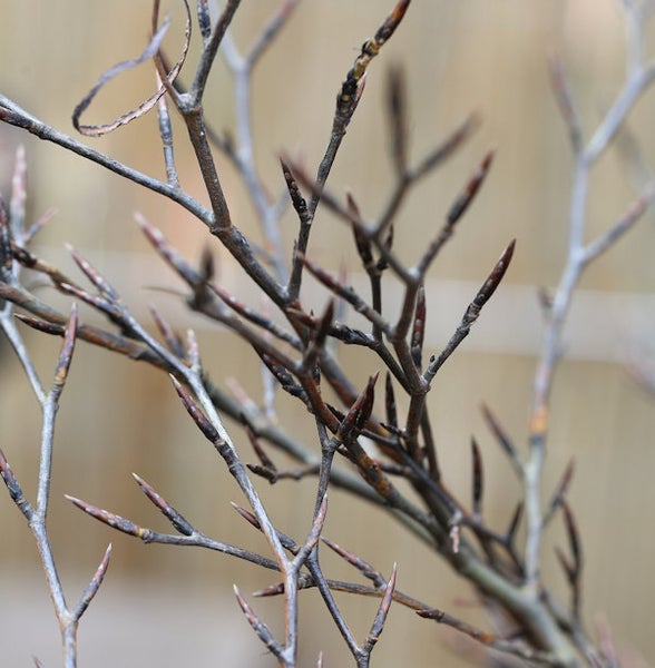 Nahaufnahme von Zweigen einer Heckenpflanze mit Knospen.