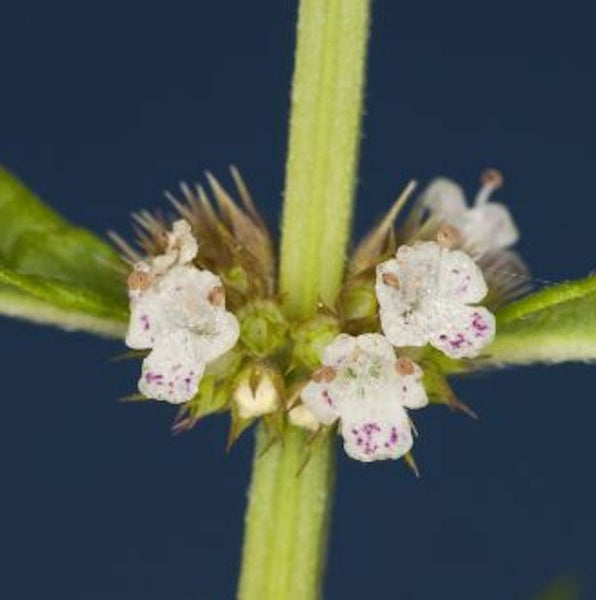 Aufnahme einer Pflanze mit kleinen weißen Blüten mit violetten Flecken