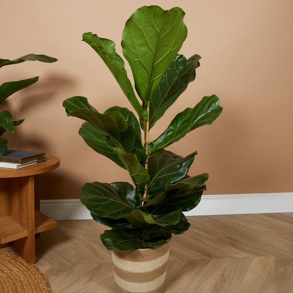 Bloomique - Ficus Lyrata - Geigenfeige - Zimmerpflanzen Groß - Pflegeleicht - Luftreinigend - Höhe 80-100 cm - Topf 21 cm